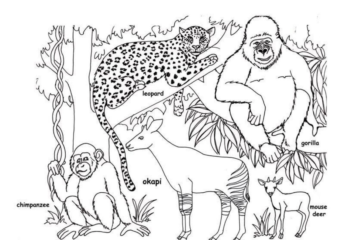 1148x811 African Animals Coloring Pages