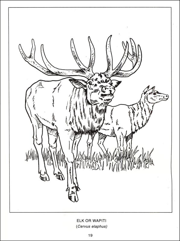 597x800 Wildlife Coloring Pages Unique Wildlife Coloring Book
