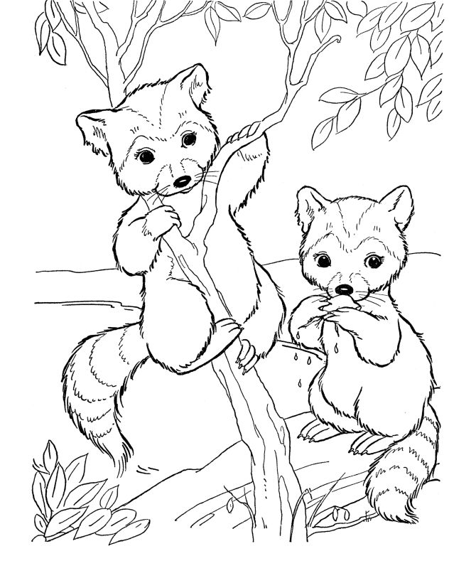 Wildlife Coloring Pages For Adults