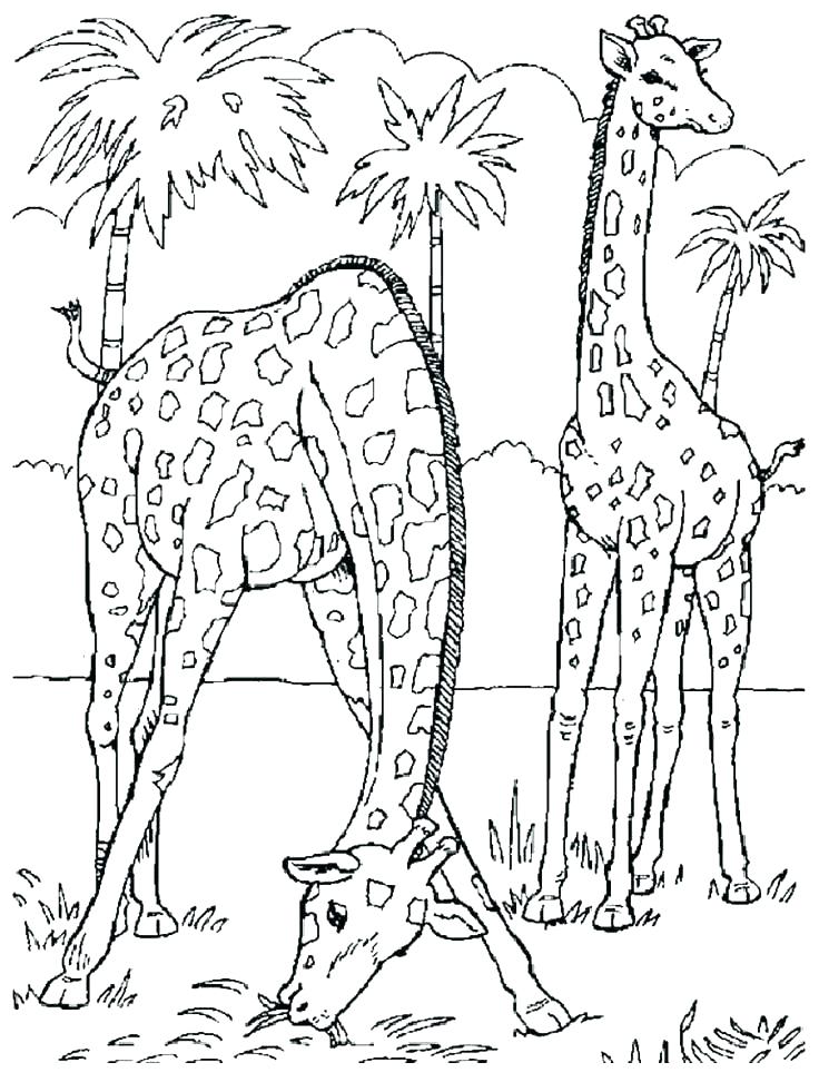 736x981 Realistic Animal Coloring Pages Wild Animals Coloring Pages Print
