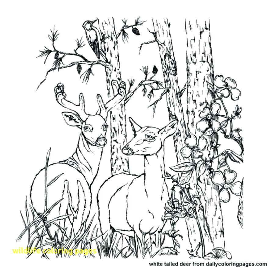 878x878 Wildlife Coloring Pages Printable