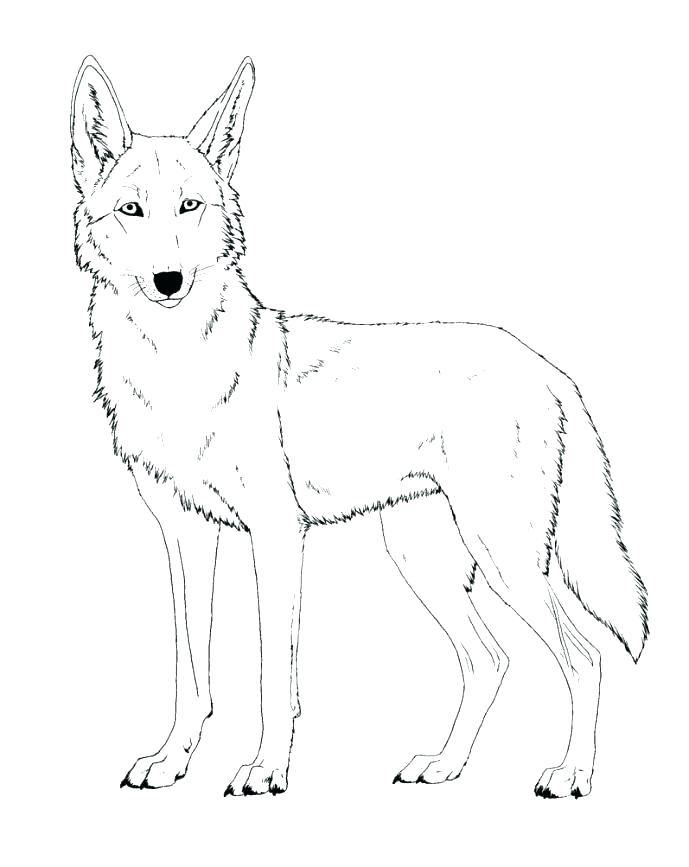 Wile E Coyote Coloring Pages Page Medium Size Of Stunning Tunes 689x867 Wile E Coyote Coloring Pages Page Medium Size Of Stunning Tunes