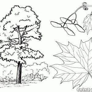 300x300 Coloring Page Willow Tree Best Of Weeping Willow Coloring Pages