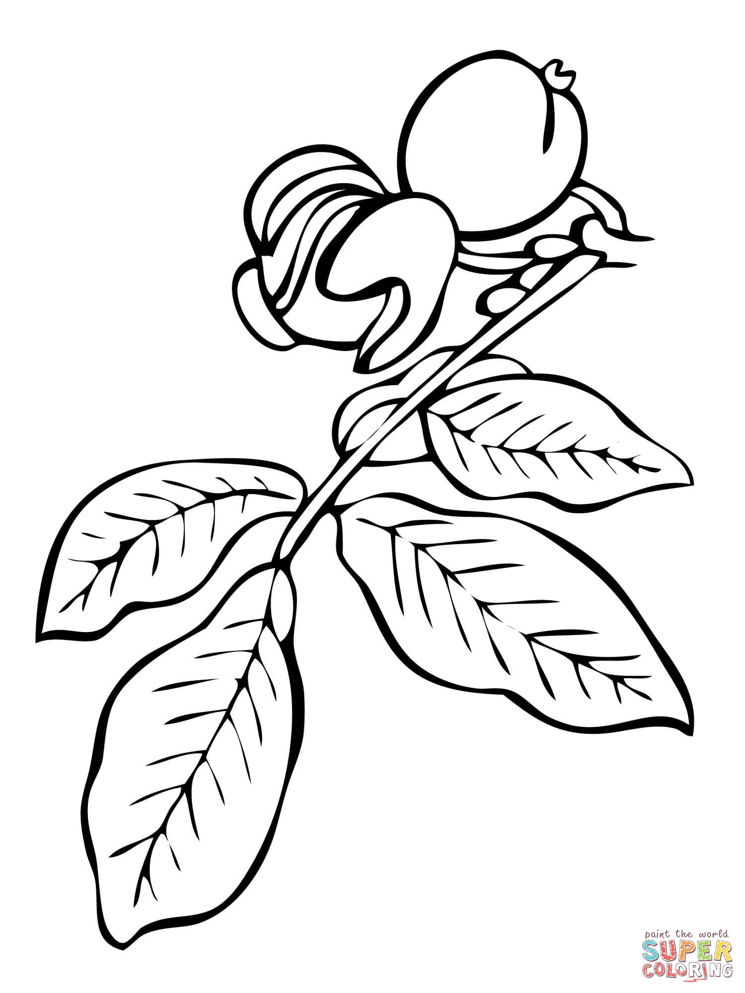1500x2000 Inspiration Coloring Page Willow Tree