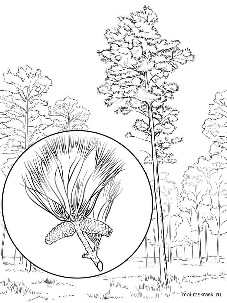 750x1000 Pine Tree Coloring Pages For Kids. Free Printable Pine Tree