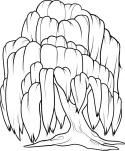 250x302 How To Draw A Willow Tree, Weeping Willow Step 8 Coloring Pages