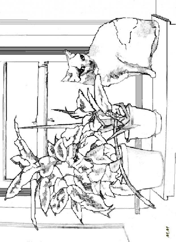 Cat On The Edge Of The Window Coloring Page. Nice Cat Drawing 620x850 Cat On The Edge Of The Window Coloring Page. Nice Cat Drawing