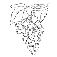 Top 25 Free Printable Lovely Grapes Coloring Pages Online 230x230 Top 25 Free Printable Lovely Grapes Coloring Pages Online