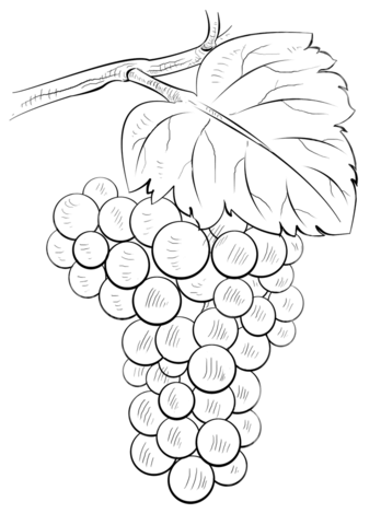 Brunch Of Grapes Coloring Page 348x480 Brunch Of Grapes Coloring Page
