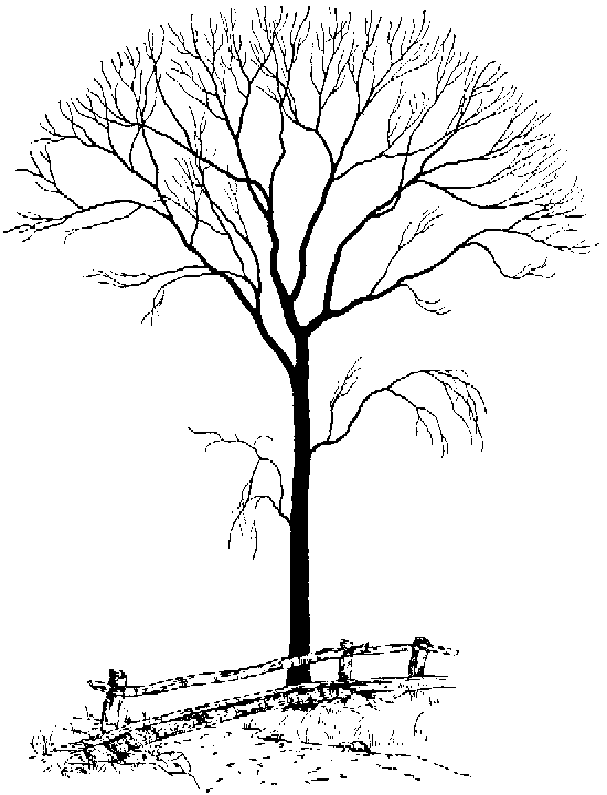 550x720 3d Winter Tree Coloring Page