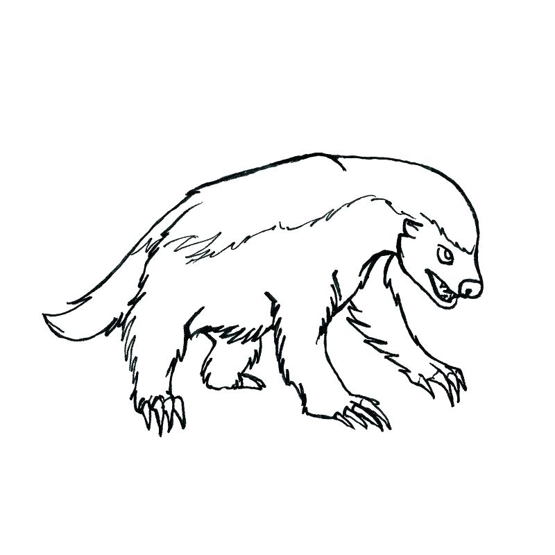 800x800 Badger Coloring Pages Badger Coloring Pages Badger Drawn Free