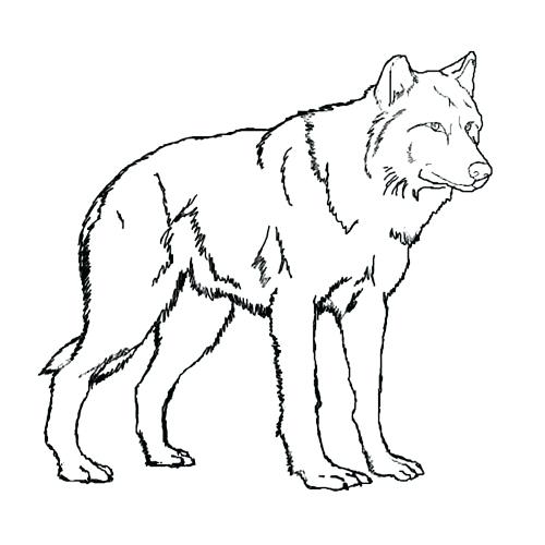 500x500 Arctic Wolf Coloring Pages Cute Anime Images