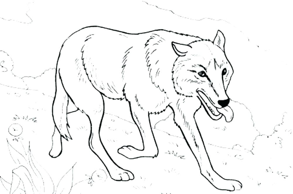 Baby Wolf Coloring Pages Baby Wolf Coloring Pages Baby Wolf 1000x662 Baby Wolf Coloring Pages Baby Wolf Coloring Pages Baby Wolf