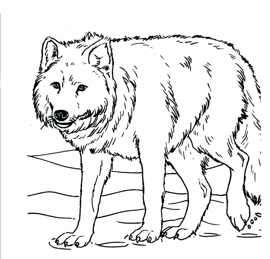 Printable Wolf Coloring Pages 900x864 Printable Wolf Coloring Pages