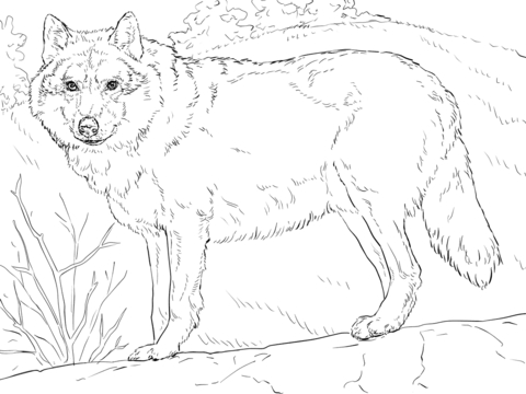 Realistic Wolf Coloring Pages Grey Wolf Coloring Page Free 480x360 Realistic Wolf Coloring Pages Grey Wolf Coloring Page Free