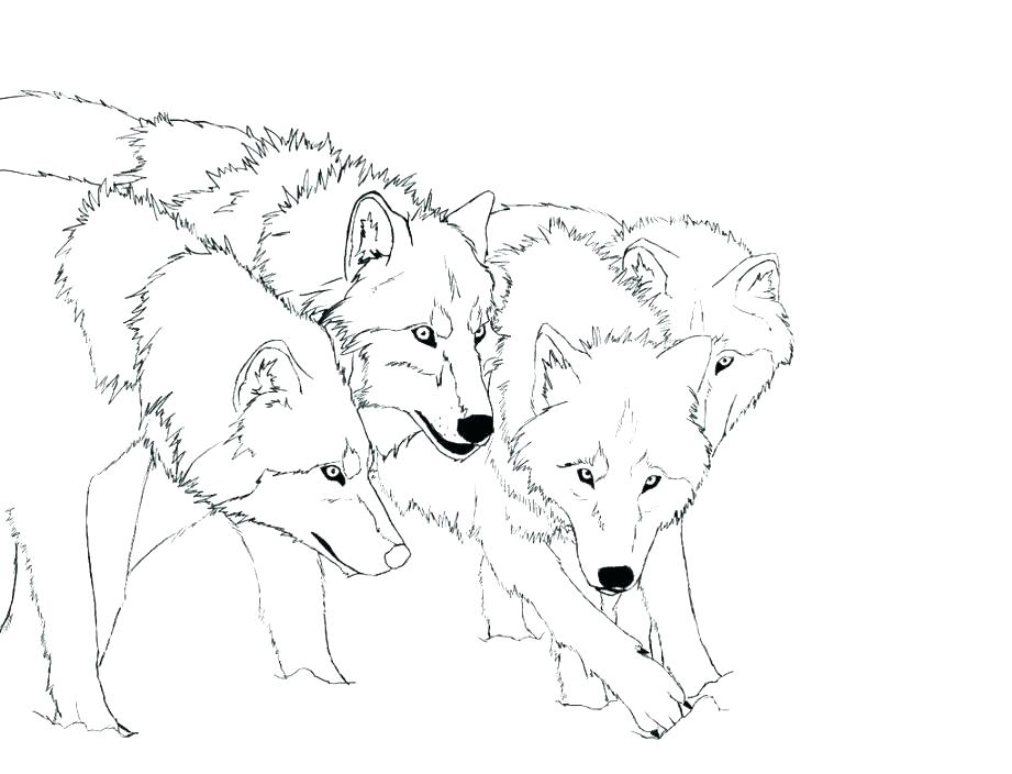 Free Printable Wolf Coloring Pages Free Printable Wolf Coloring 921x704 Free Printable Wolf Coloring Pages Free Printable Wolf Coloring