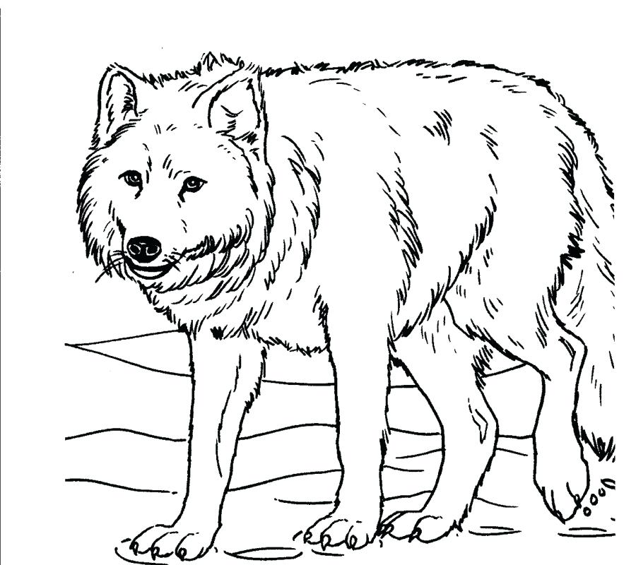 Perfect Design Wolf Coloring Page Look Realistic Pages Free 900x800 Perfect Design Wolf Coloring Page Look Realistic Pages Free