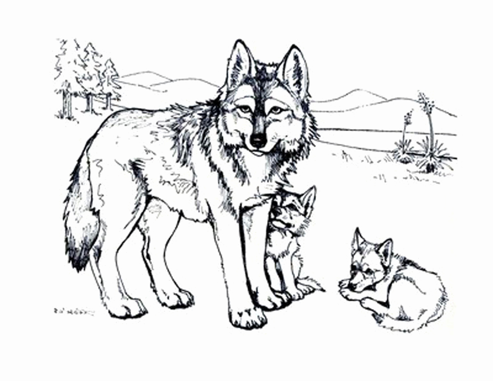 Print Amp Download Wolf Coloring Pages Theme Coloring Pages 1000x773 Print Amp Download Wolf Coloring Pages Theme Coloring Pages