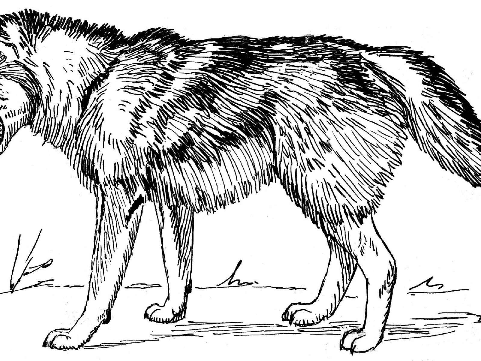 Realistic Adult Wolf Coloring Pages Zentangle Free Printable 1600x1200 Realistic Adult Wolf Coloring Pages Zentangle Free Printable
