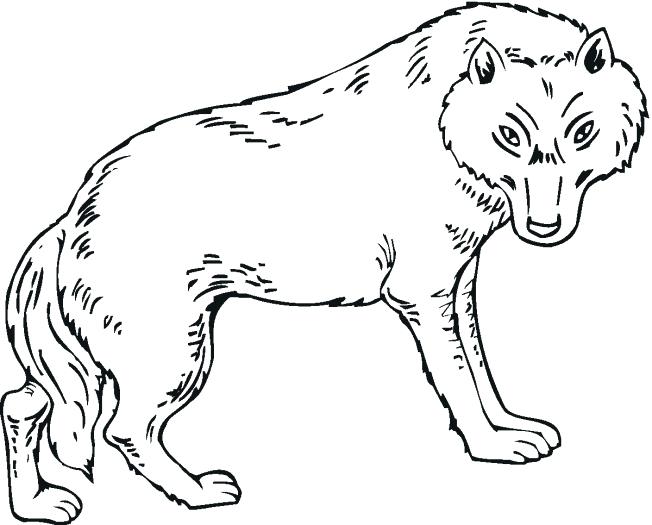 Wolf Coloring Pages Print Color Craft Arctic Wolf Coloring Pages 652x525 Wolf Coloring Pages Print Color Craft Arctic Wolf Coloring Pages