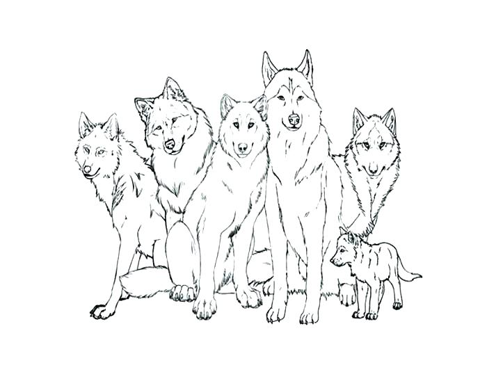 Wolf Coloring Pages To Print Printable Wolf Coloring Sheets Grey 700x525 Wolf Coloring Pages To Print Printable Wolf Coloring Sheets Grey