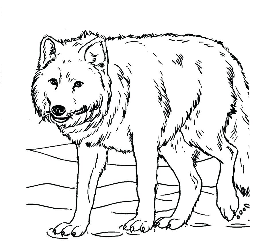 Realistic Wolf Coloring Pages 900x864 Realistic Wolf Coloring Pages