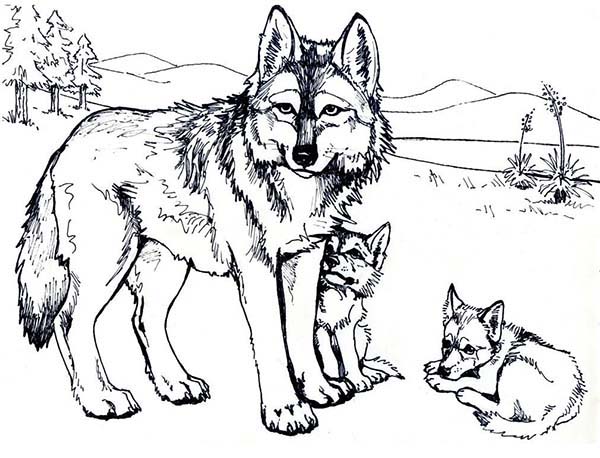 Wolves Coloring Pages Wolf Mother And Her Cubs Coloring Page 600x458 Wolves Coloring Pages Wolf Mother And Her Cubs Coloring Page