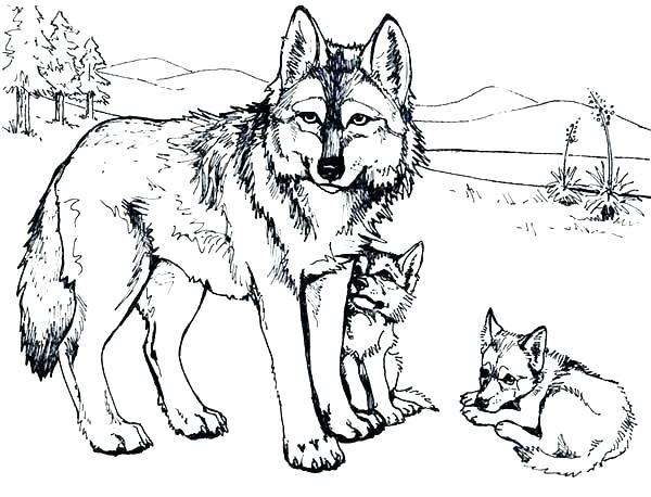 Cartoon Wolves Coloring Pages Anime Wolf Just 600x458 Cartoon Wolves Coloring Pages Anime Wolf Just