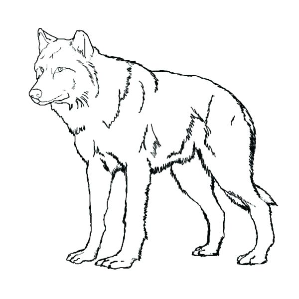 Wolf Pup Coloring Pages at GetColorings.com | Free printable colorings ...