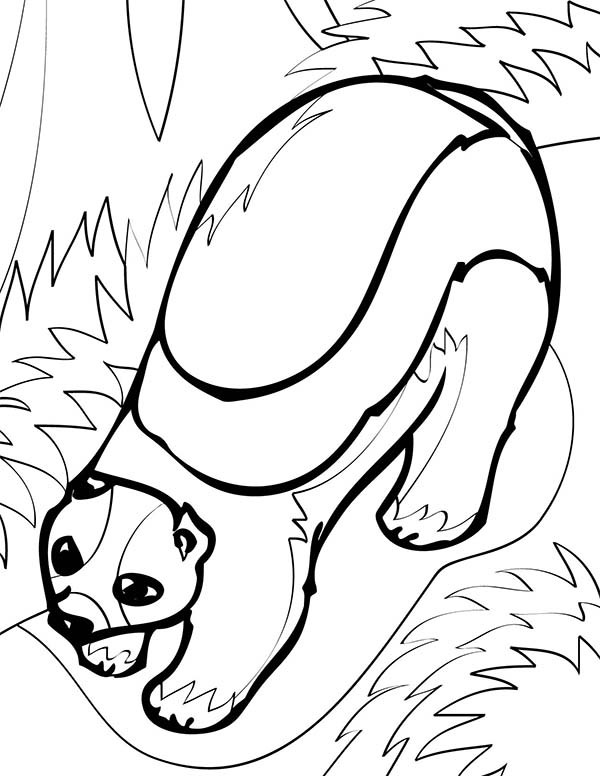 Wolverine Animal Coloring Pages Elegant 103 Best Adult Coloring 600x776 Wolverine Animal Coloring Pages Elegant 103 Best Adult Coloring