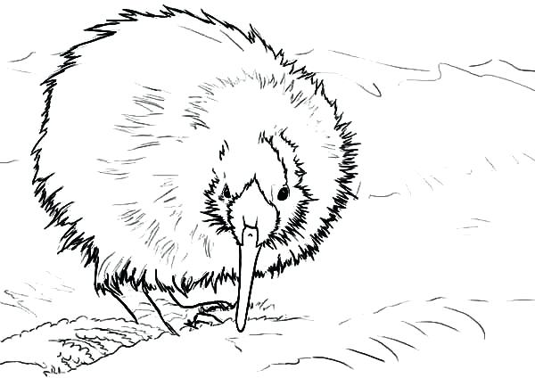 600x424 Wombat Coloring Page Attractive Design Ideas Kiwi Animal Coloring