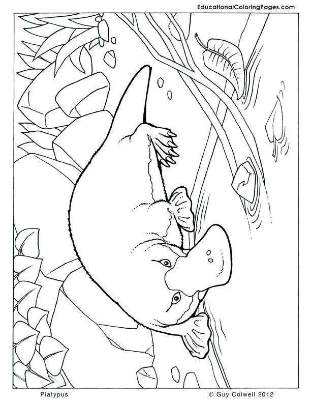 612x792 Wombat Coloring Page Color Sheets Printable Wombat Coloring Pages