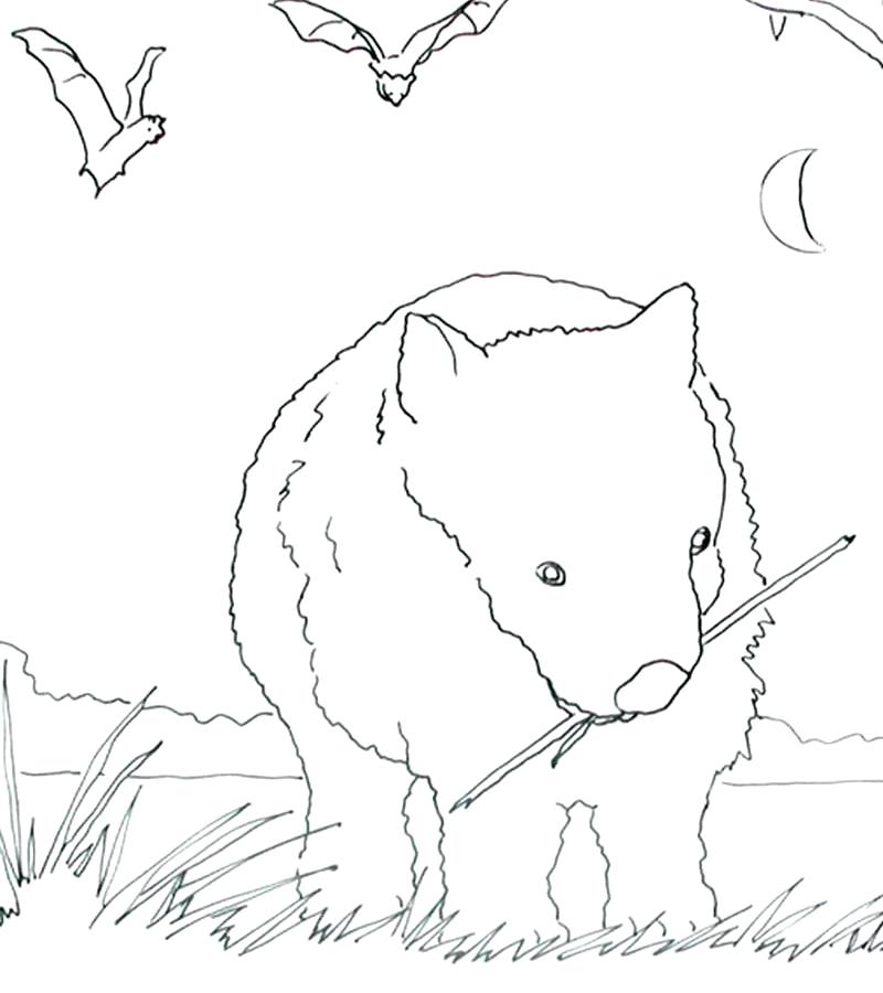 800x900 Wombat Coloring Page Wombat Coloring Page Pin Wombat Drawing Free