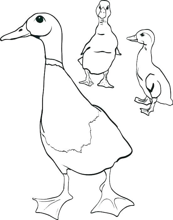 Wood Duck Coloring Page at GetColorings.com | Free printable colorings ...