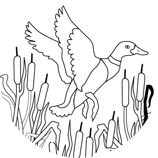Duck Hunting Coloring Pages Duck Hunting Coloring Pages 9 Best 540x540 Duck Hunting Coloring Pages Duck Hunting Coloring Pages 9 Best