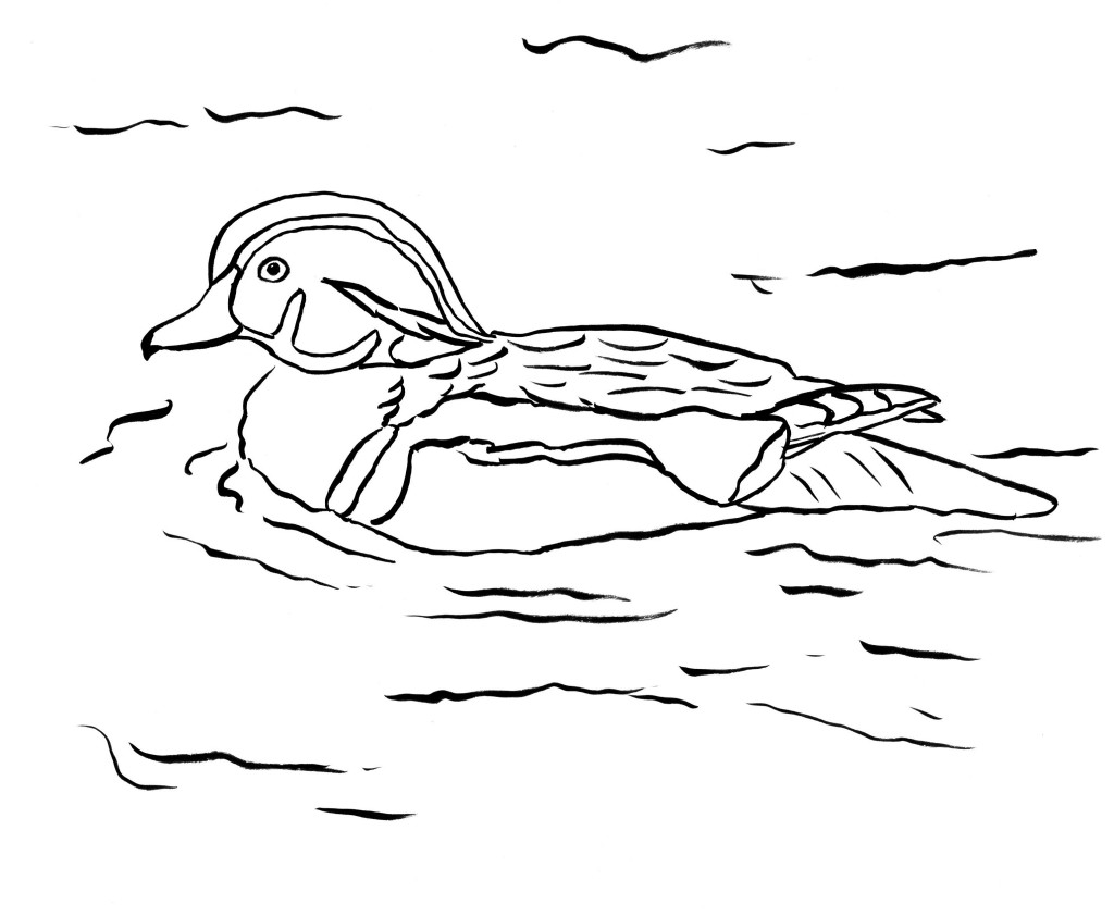 Wood Duck Coloring Page 1024x843 Wood Duck Coloring Page
