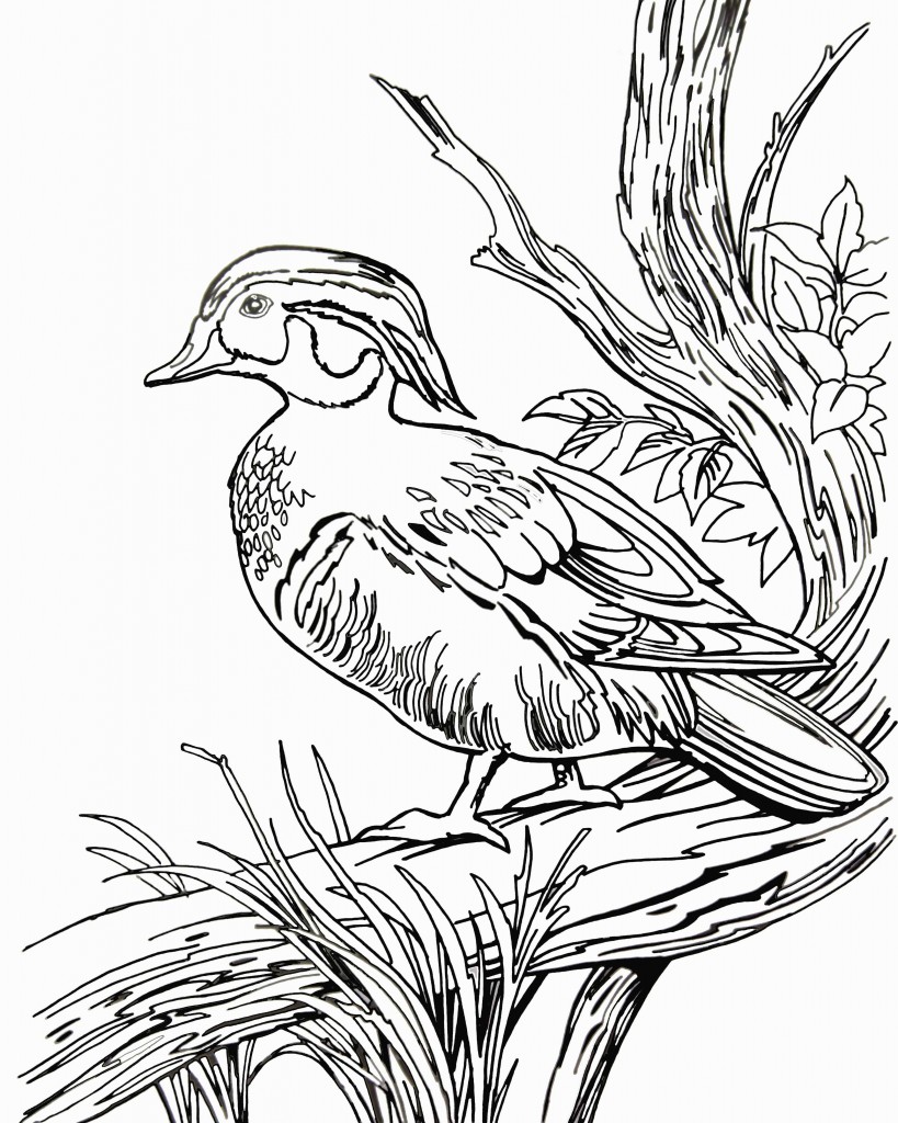 Wood Duck Colouring Page The Common Room Endear Coloring 819x1024 Wood Duck Colouring Page The Common Room Endear Coloring