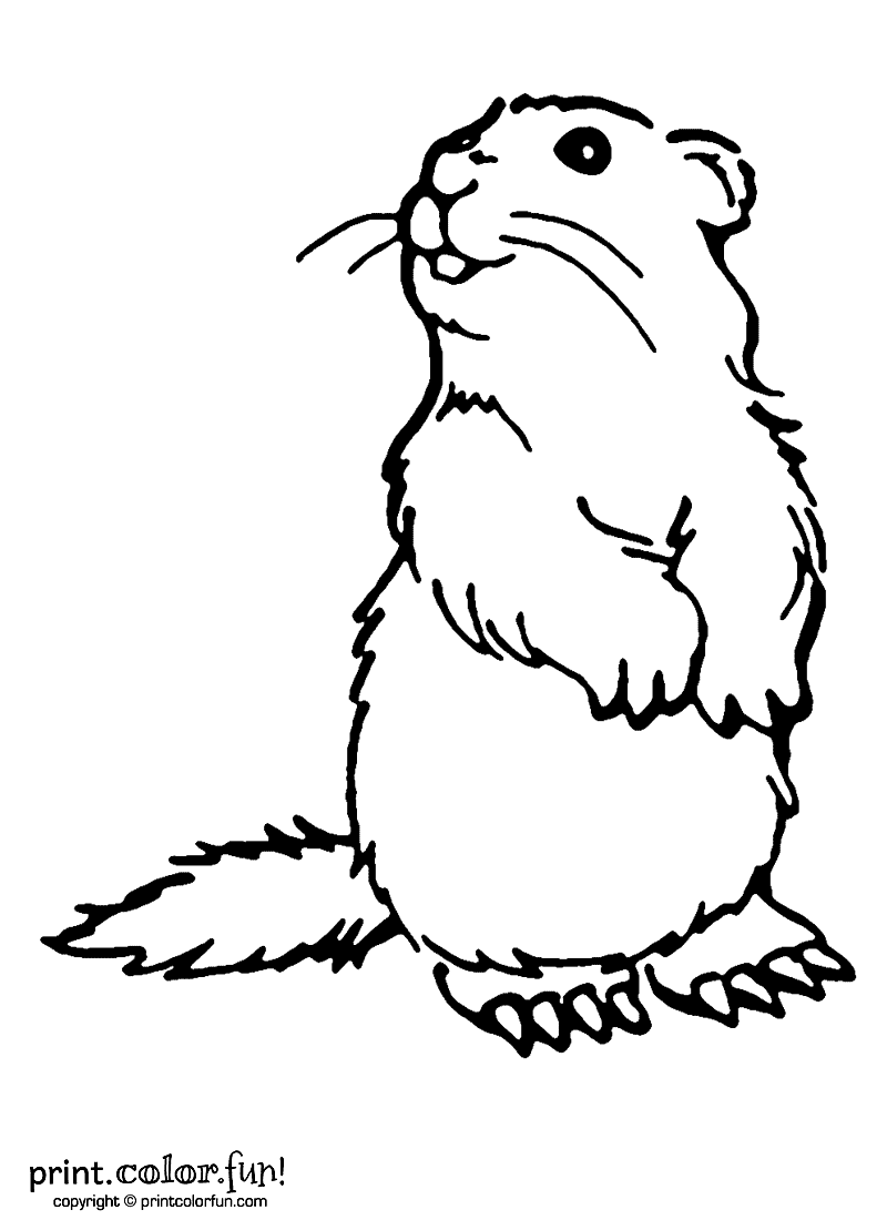 800x1100 Woodchuck Coloring Page