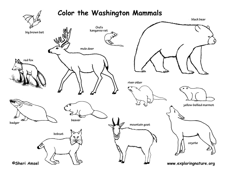 Forest Animals Coloring Pages Forest Animal Coloring Pages Real 792x612 Forest Animals Coloring Pages Forest Animal Coloring Pages Real