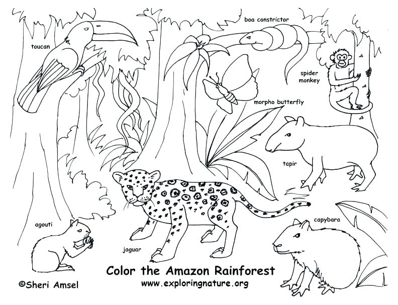 Printable Images Of Rainforest Animals Forest Animals Coloring 792x607 Printable Images Of Rainforest Animals Forest Animals Coloring