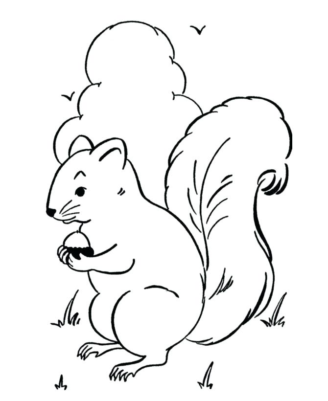 Woodland Animals Coloring Pages Drawn Squirrel Acorn Woodland 670x820 Woodland Animals Coloring Pages Drawn Squirrel Acorn Woodland