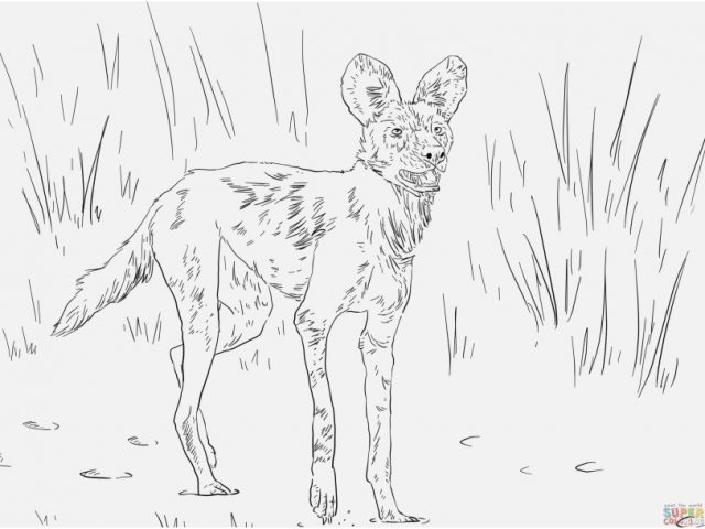 Woodland Creatures Coloring Pages Image Desert Animals Coloring 640x480 Woodland Creatures Coloring Pages Image Desert Animals Coloring