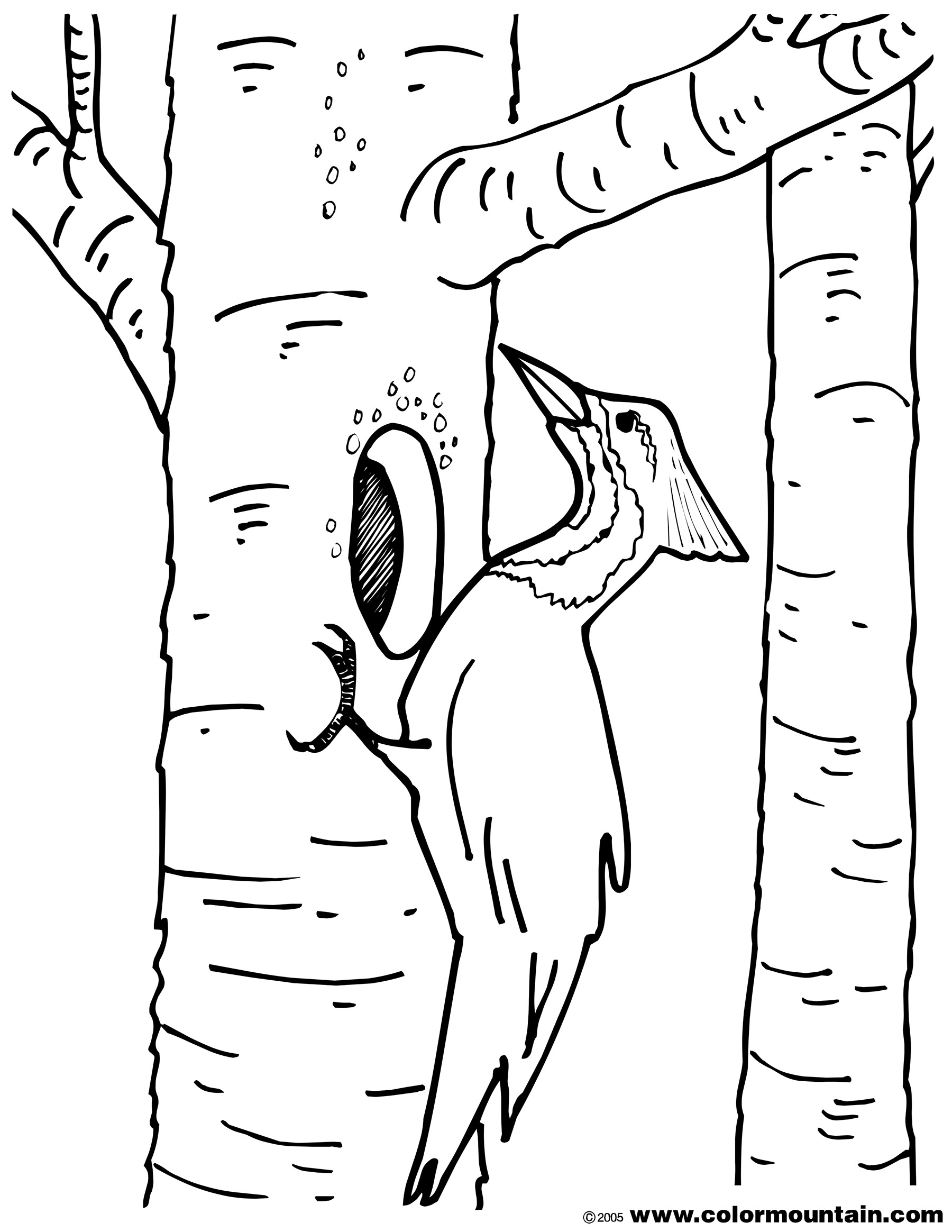 Sturdy Downy Woodpecker Coloring Page Gigantic 1800x2329 Sturdy Downy Woodpecker Coloring Page Gigantic