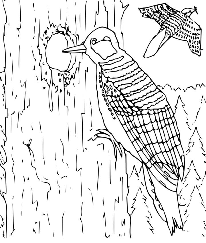 Woodpecker Coloring Page For Kids 720x846 Woodpecker Coloring Page For Kids