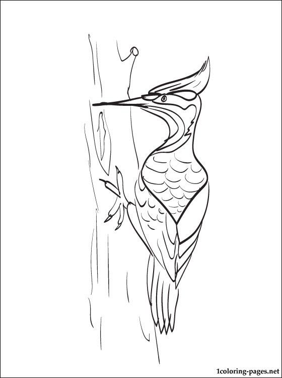 Woodpecker Coloring Page Free Coloring Pages Stuff 560x750 Woodpecker Coloring Page Free Coloring Pages Stuff