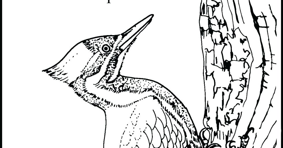 Woody Woodpecker Coloring Page Woody Woodpecker Printable Coloring 980x514 Woody Woodpecker Coloring Page Woody Woodpecker Printable Coloring