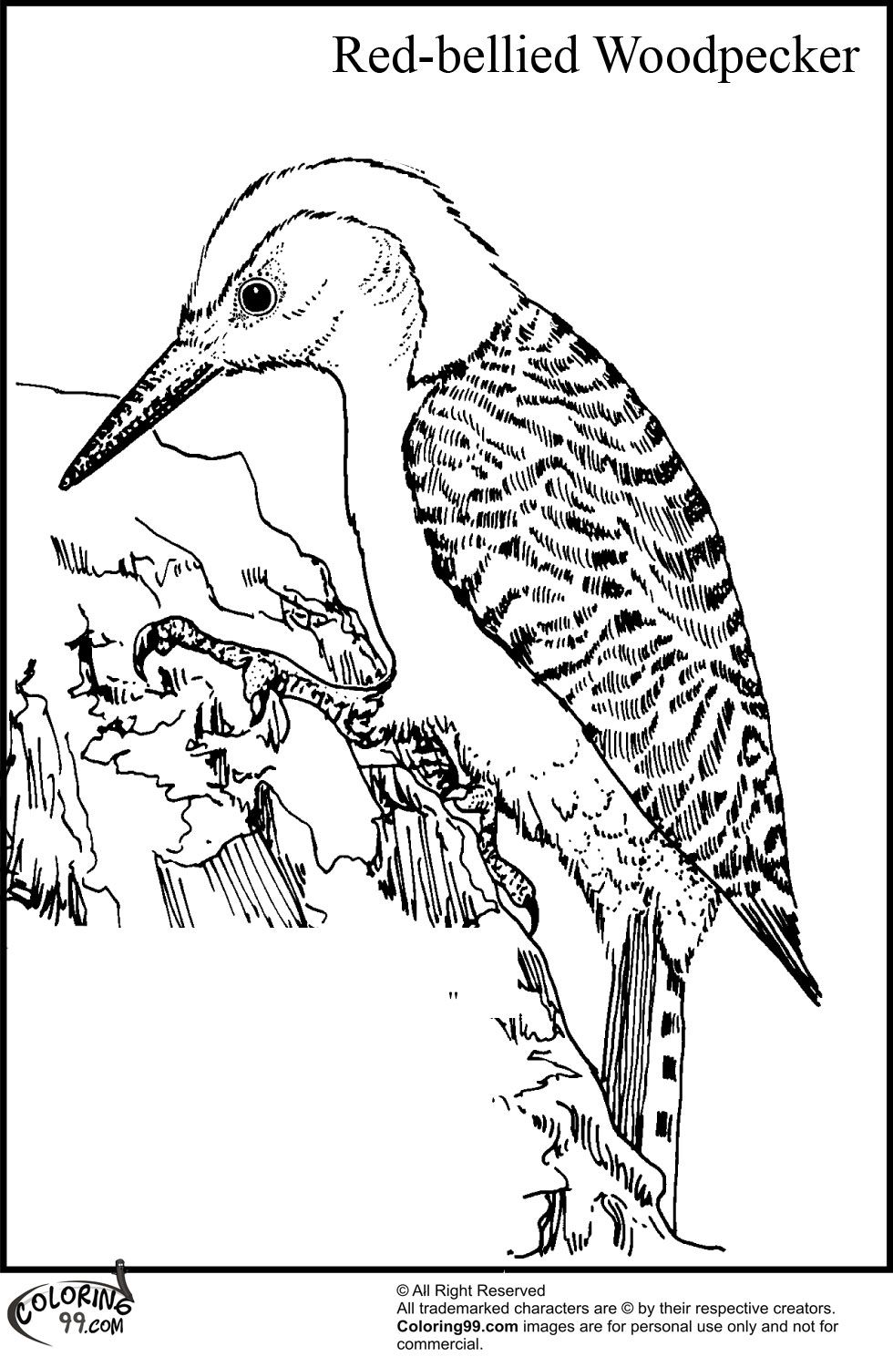 Red Bellied Woodpecker Coloring Pages Birds, Insects Etc 980x1500 Red Bellied Woodpecker Coloring Pages Birds, Insects Etc