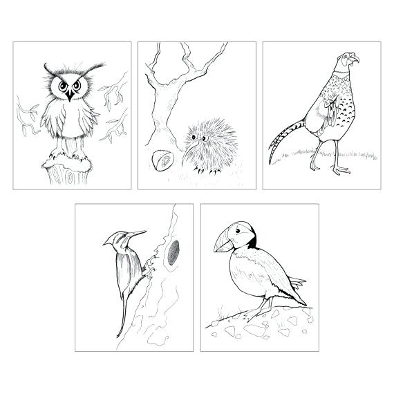 Kiwi Bird Coloring Page 5 Bird Coloring Page Instant Download 570x570 Kiwi Bird Coloring Page 5 Bird Coloring Page Instant Download