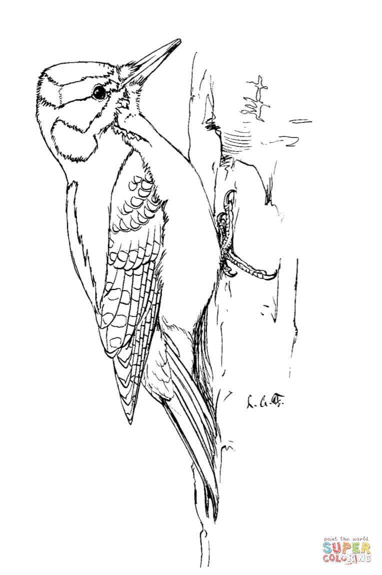 Portfolio Downy Woodpecker Coloring Page Hairy 764x1150 Portfolio Downy Woodpecker Coloring Page Hairy