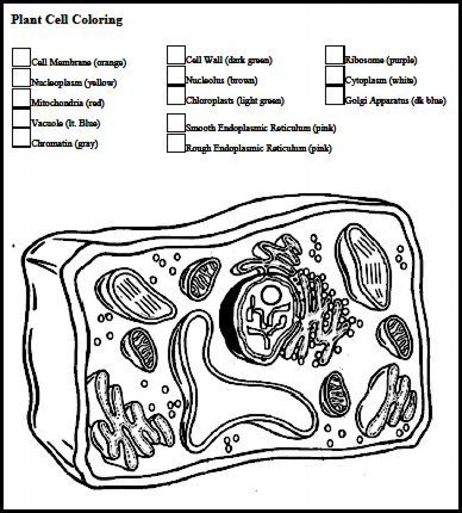 923x1024 Plant Cell Coloring Page 1 With Regard To Worksheet Answers